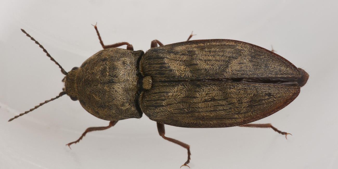 Elateridae: Prosternon tessellatum?  S !